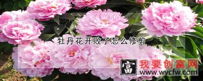 牡丹花开败了怎么修剪