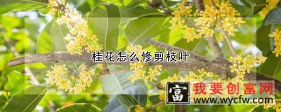 桂花怎么修剪枝叶