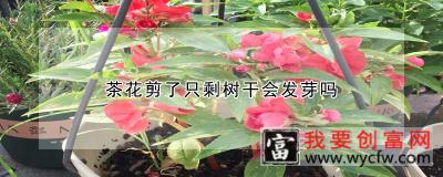 茶花剪了只剩树干会发芽吗