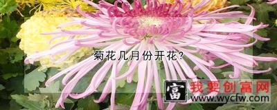 菊花几月份开花？