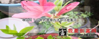 映山红下山桩的<a href=https://www.wycfw.com/e/tags/?tagid=232 target=_blank class=infotextkey>种植方法</a>和注意事项