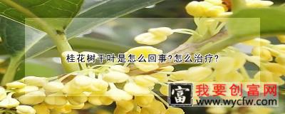 桂花树干叶是怎么回事？怎么治疗？