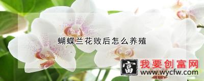 蝴蝶兰花败后怎么<a href=https://www.wycfw.com/e/tags/?tagid=63 target=_blank class=infotextkey><a href=https://www.wycfw.com/yangzhi/ target=_blank class=infotextkey>养殖</a></a>