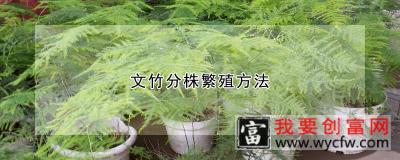 文竹分株繁殖方法