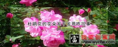 杜鹃花的花朵发干发蔫咋回事