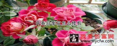 开春月季花怎么修剪