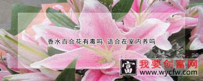 香水百合花有毒吗 适合在室内养吗