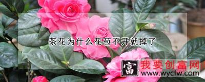 茶花为什么花苞不开就掉了