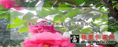 茶花叶子发黑干枯落叶是什么原因？