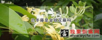 忍冬藤是金银花藤吗