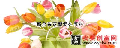 郁金香花期怎么养护