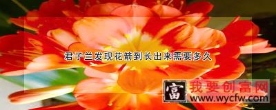 君子兰发现花箭到长出来需要多久