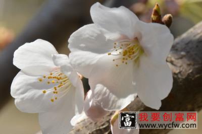 樱花什么季节开