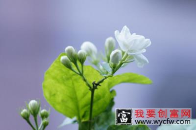 茉莉花怎么养