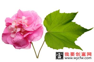 芙蓉花种子怎么种