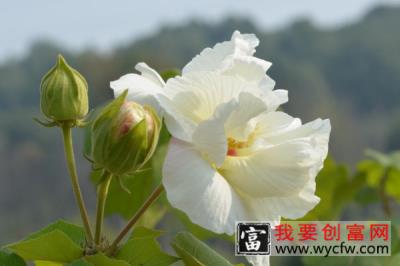 芙蓉花种子怎么种