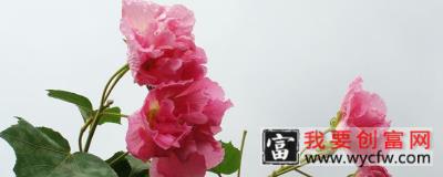 芙蓉花叶子打蔫怎么办