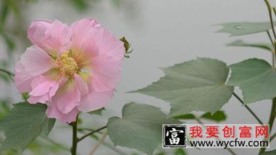 芙蓉花的养殖方法和注意事项