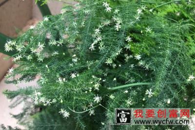 文竹开花了是怎么回事