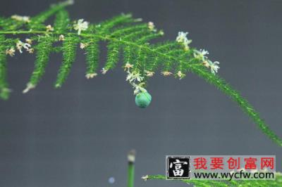 文竹开花了是怎么回事