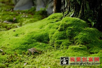 青苔怎么养才茂盛