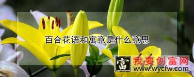 百合花语和寓意是什么意思