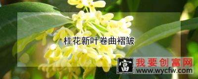 桂花新叶卷曲褶皱