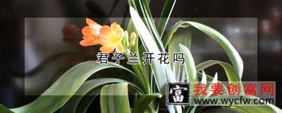 君子兰开花吗