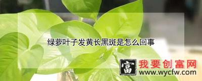 绿萝叶子发黄长黑斑是怎么回事