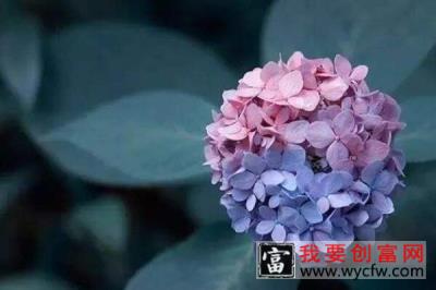 绣球花谢了怎么处理