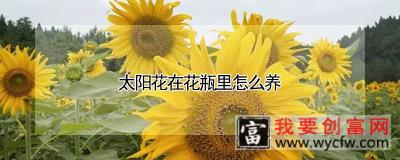 太阳花在花瓶里怎么养