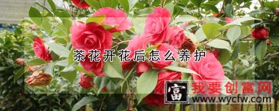 茶花开花后怎么养护