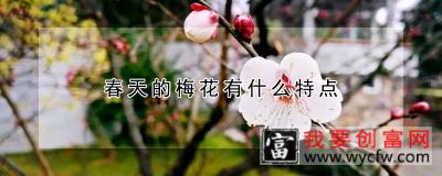 春天的梅花有什么特点