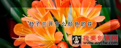 君子兰开什么颜色的花