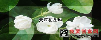 茉莉花品种