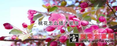 桃花怎么插才能活