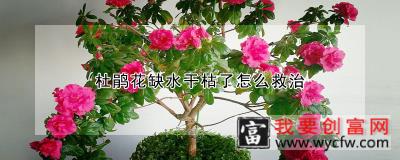 杜鹃花缺水干枯了怎么救治