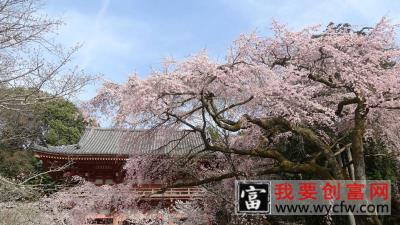 樱花树叶子是什么形状