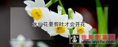 水仙花要剪叶才会开花