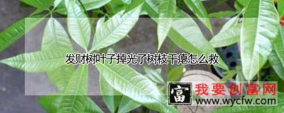 发财树叶子掉光了树枝干瘪怎么救