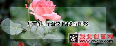 月季花叶子耷拉下来如何补救