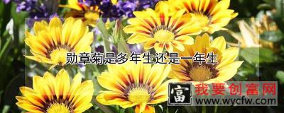 勋章菊是多年生还是一年生