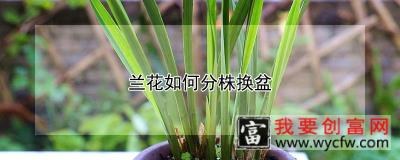 兰花如何分株换盆