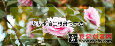 茶花水培生根最快方法