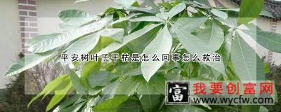 平安树叶子干枯是怎么回事怎么救治