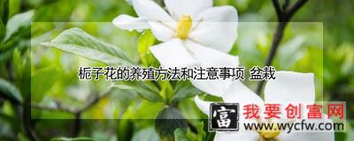 栀子花的养殖方法和注意事项 盆栽