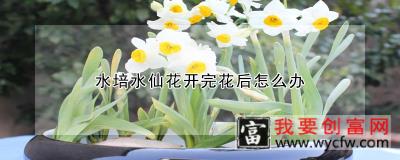 水培水仙花开完花后怎么办