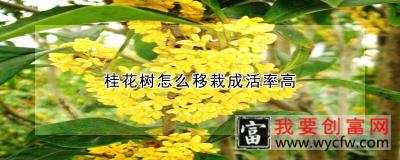 桂花树怎么移栽成活率高