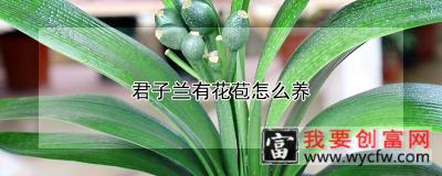 君子兰有花苞怎么养