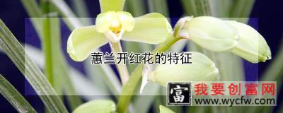 蕙兰开红花的特征